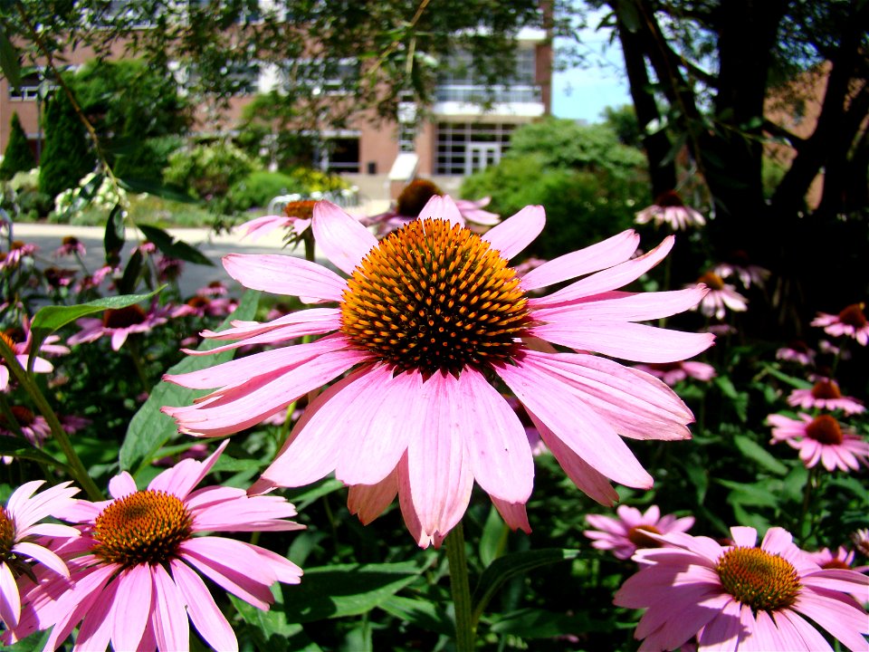 Chadwick Arboretum and Learning Gardens
The Ohio State University

Columbus, Ohio