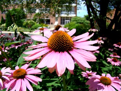 Chadwick Arboretum and Learning Gardens
The Ohio State University

Columbus, Ohio