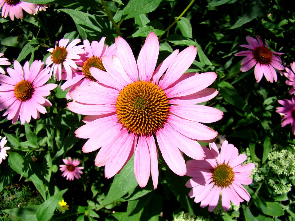 Chadwick Arboretum and Learning Gardens
The Ohio State University

Columbus, Ohio