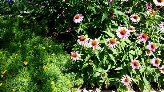 Chadwick Arboretum and Learning Gardens
The Ohio State University

Columbus, Ohio