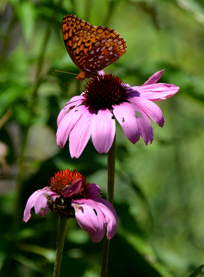 Purple coneflower (Echinacea purpurea)