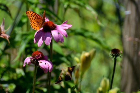 Purple coneflower (Echinaceae purpurea)