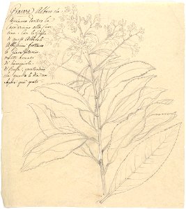 Grawa (Vernonia amygdalina) title QS:P1476,en:"Grawa (Vernonia amygdalina) " label QS:Len,"Grawa (Vernonia amygdalina) " photo