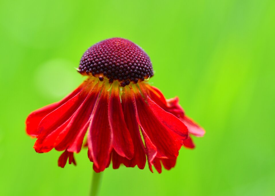 Petal plant macro