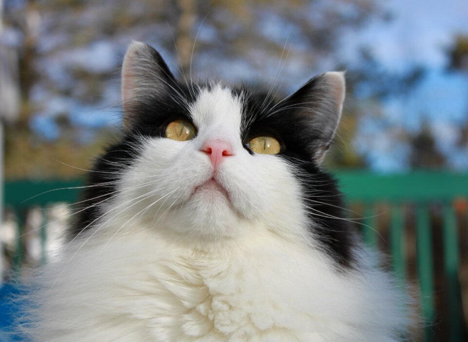 Looking up feline face
