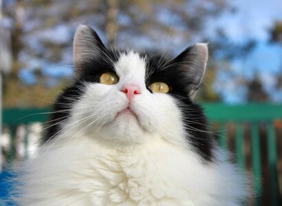 Looking up feline face photo