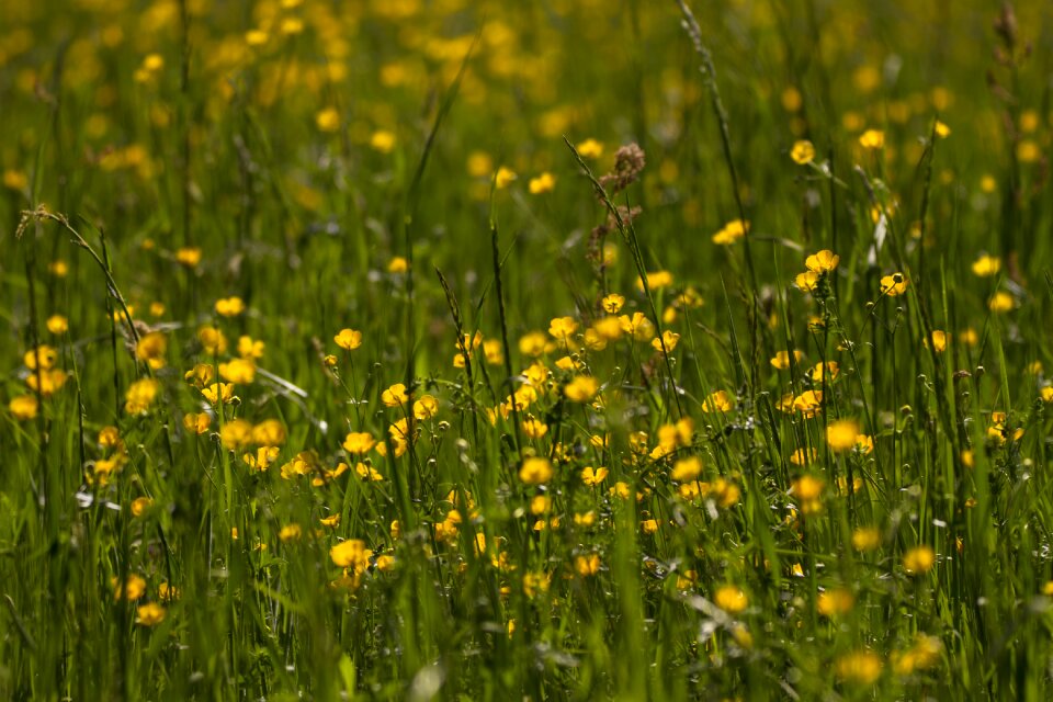 Field meadow hahnenfußgewächs