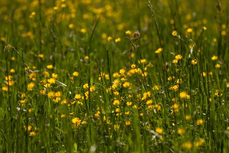 Field meadow hahnenfußgewächs
