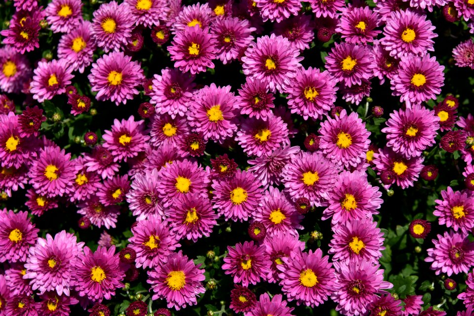 Purple summer background