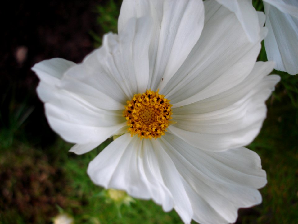 Cosmea / Cosmos bipinnatus / Schmuckkörbchen