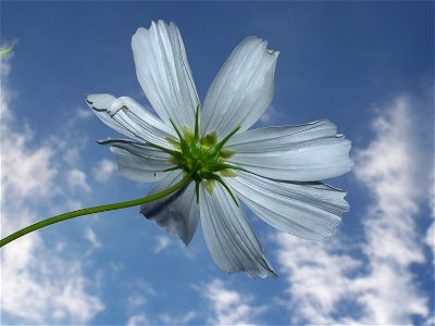 Cosmea