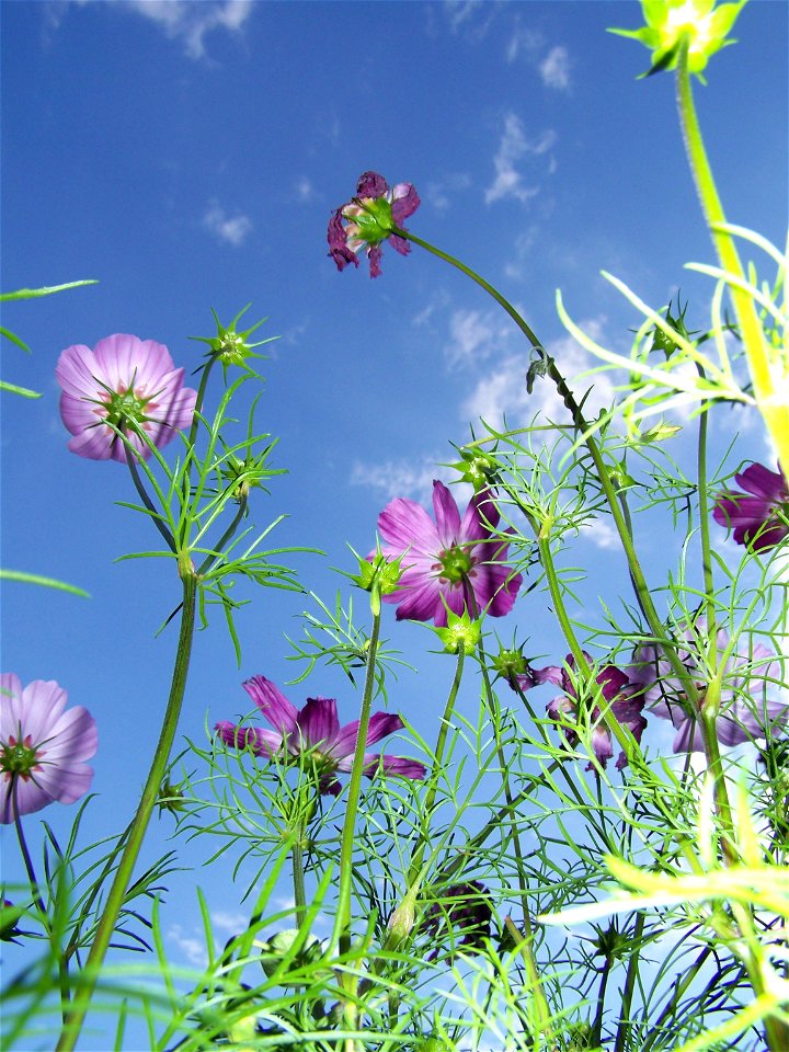 Cosmea
