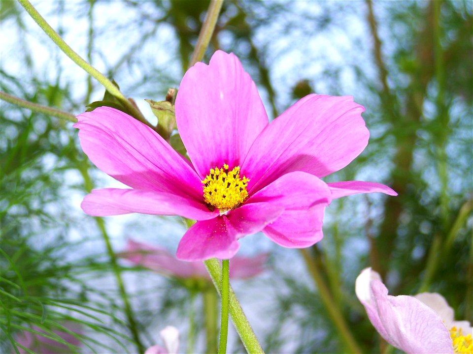 Cosmea