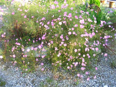 Some Cosmos flowers in bloom on a grassy spot in South Korea.