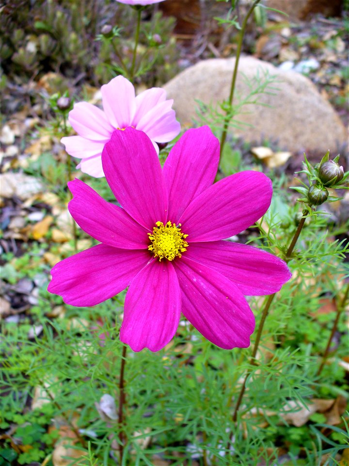 I am the originator of this photo. I hold the copyright. I release it to the public domain. This photo depicts a flower.