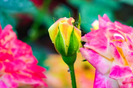 Garden leaf rose photo