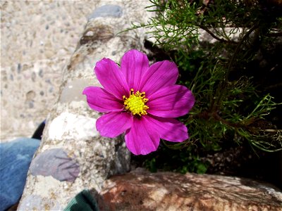 Image:Cosmos plant.jpg

My own work october 6 2006 Castelltallat Catalonia