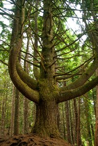 Conifer forest branches photo