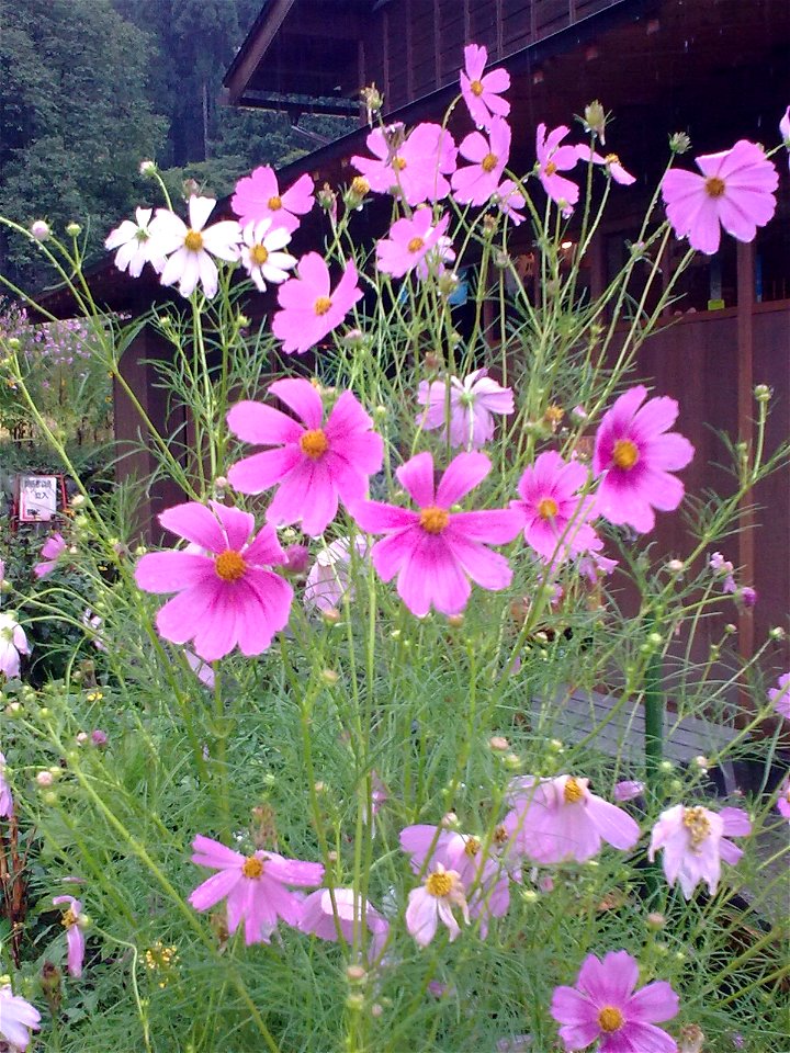 unidentified plant in Japan