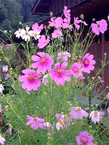 unidentified plant in Japan