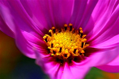 Image title: Plants flowers macro photography
Image from Public domain images website, http://www.public-domain-image.com/full-image/photography-studio-public-domain-images-pictures/macro-photography-