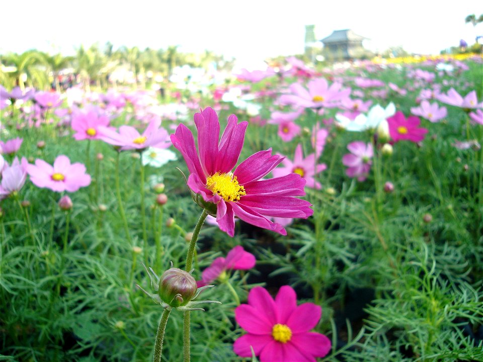Cosmos bipinnatus in Royal Flora Expo 2006, Chiangmai, Thailand
