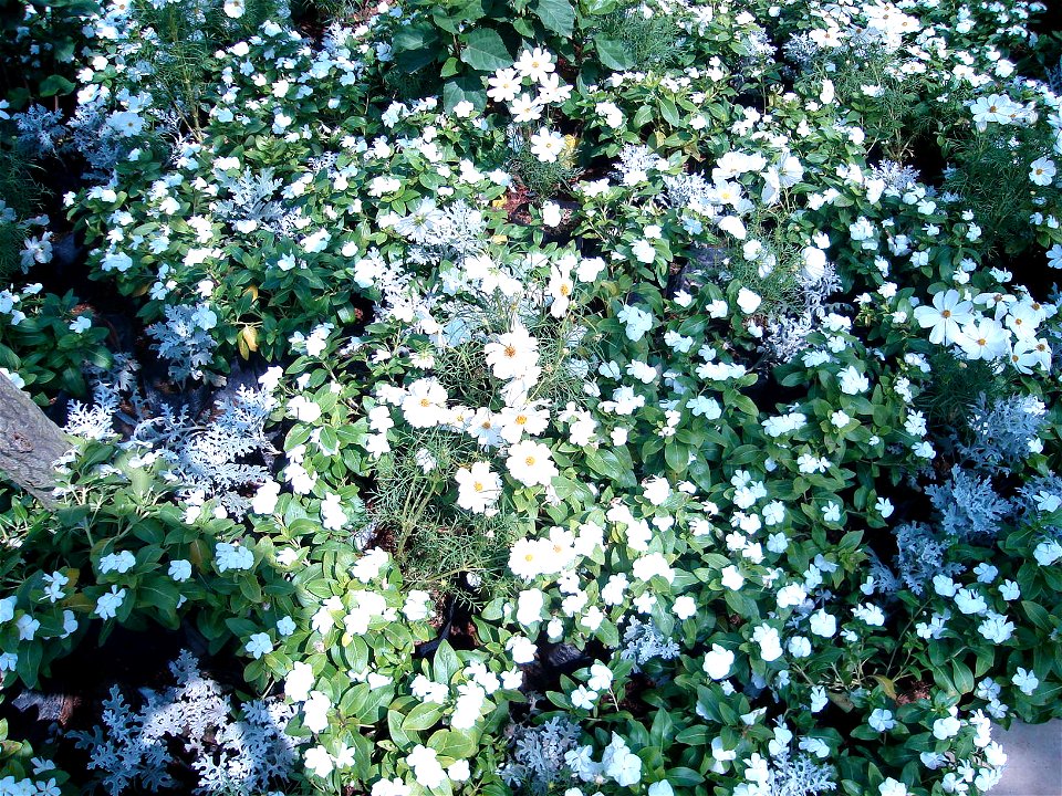 in Royal Flora Expo 2006, Chiangmai, Thailand