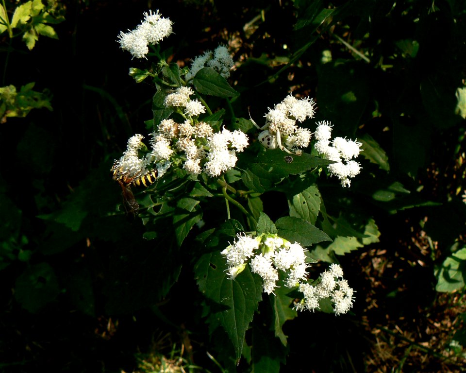White snakeroot Ageratina altissima
