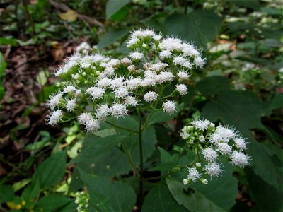 White Snakeroot (Ageratina altissima) blooming in the Seldom Seen Greenway, Pittsburgh