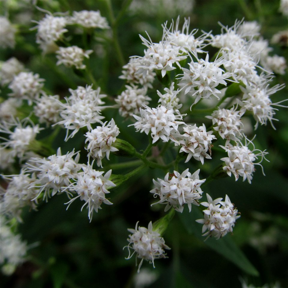 White Snakeroot (Ageratina altissima) blooming in the Seldom Seen Greenway, Pittsburgh