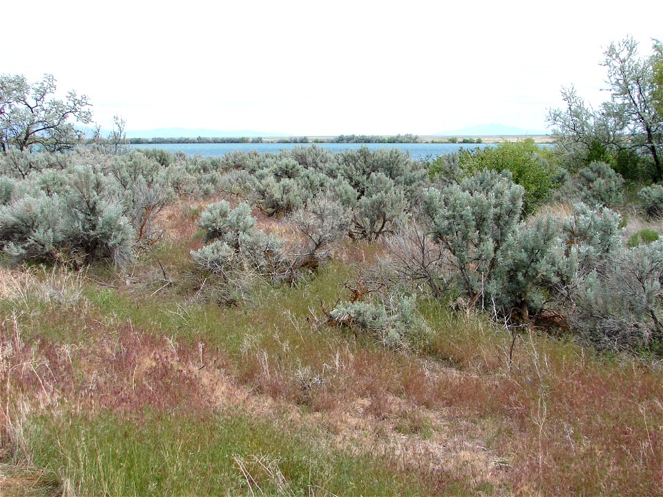 Sagebrush, close to Lake Walcott — in the Minidoka_National_Wildlife_Refuge, Idaho.