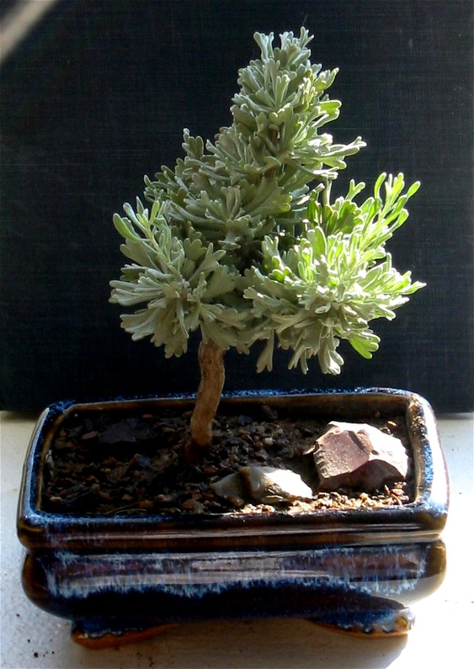 Artemisia tridentata

A young sagebrush from Reno, Nevada, being trained into a bonsai.