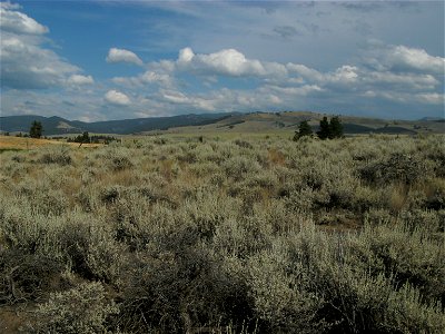 Looking towards the western slopes of the Sapphire Mountains from Bitterroot Valley, in the Beaverhead-Deerlodge National Forest near Stevensville, western Montana. 
With Artemisia tridentata in the S