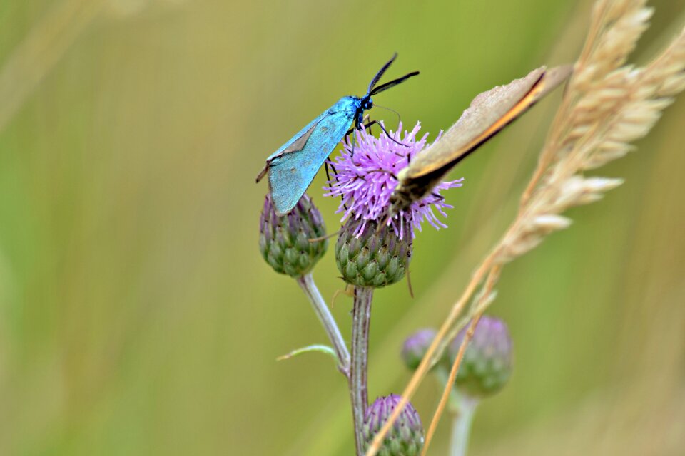 Insects nature macro