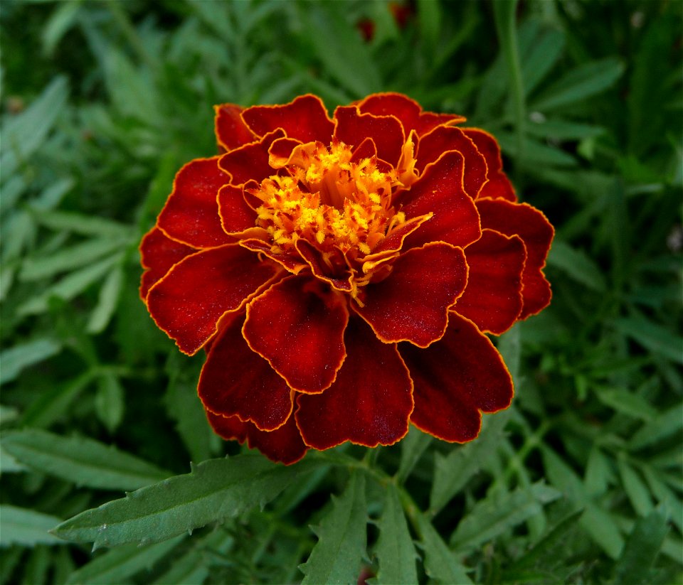 French marigold Tagetes patula, possibly a hybrid cultivar. Ukraine.