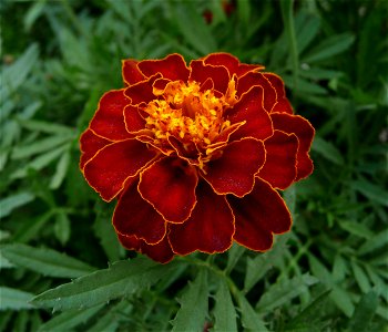 French marigold Tagetes patula, possibly a hybrid cultivar. Ukraine.