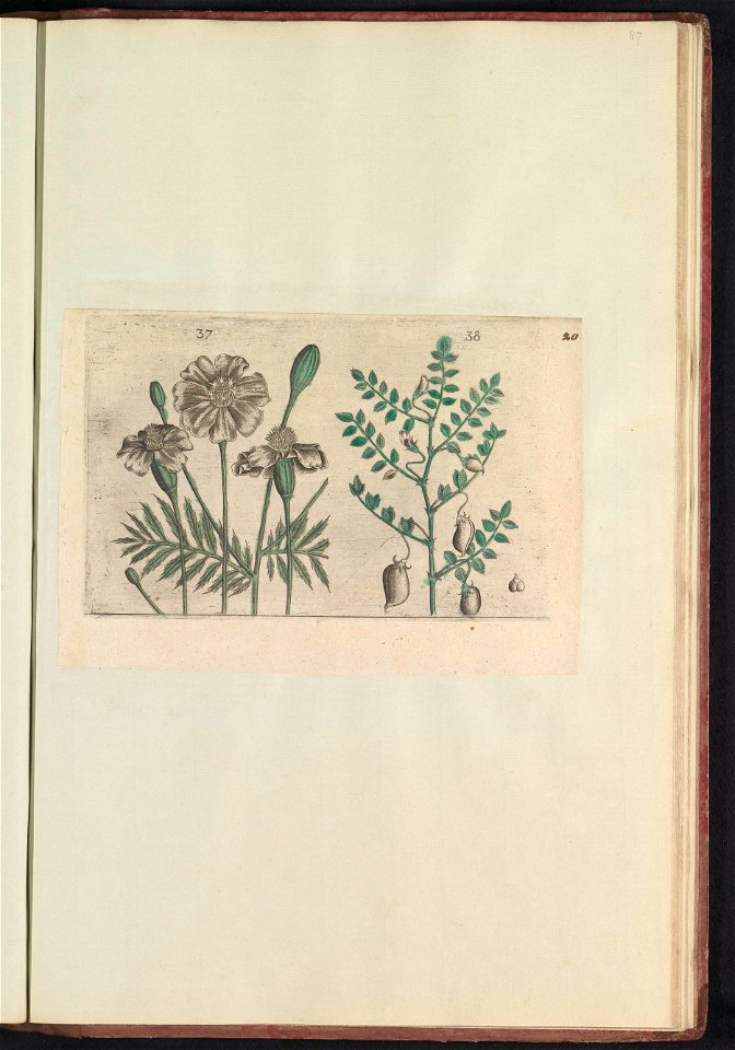 IdentificatieTitel(s): Afrikaantje (tagetes patula) en kikkererwt (Cicer arietinum)Objecttype: prent Serienummer: 37-38/60Objectnummer: RP-T-BR-2017-1-12-87Omschrijving: Afrikaantje en kikkererwt. Fig