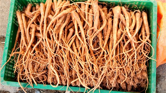 Doraji (balloon flower roots) photo