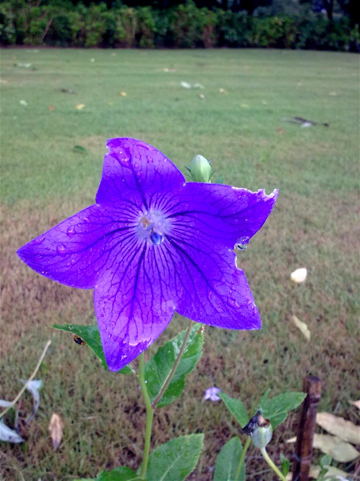 unidentified plant in Japan