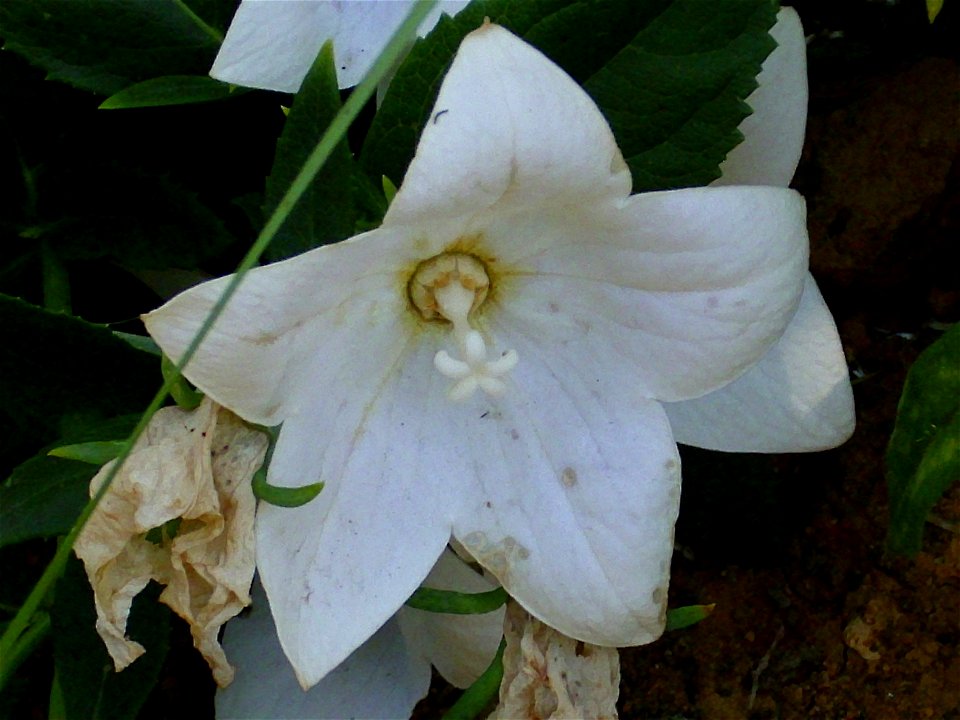 Platycodon grandiflorus var. "albus", flower close up, Torrelamata, Torrevieja, Alicante, Spain