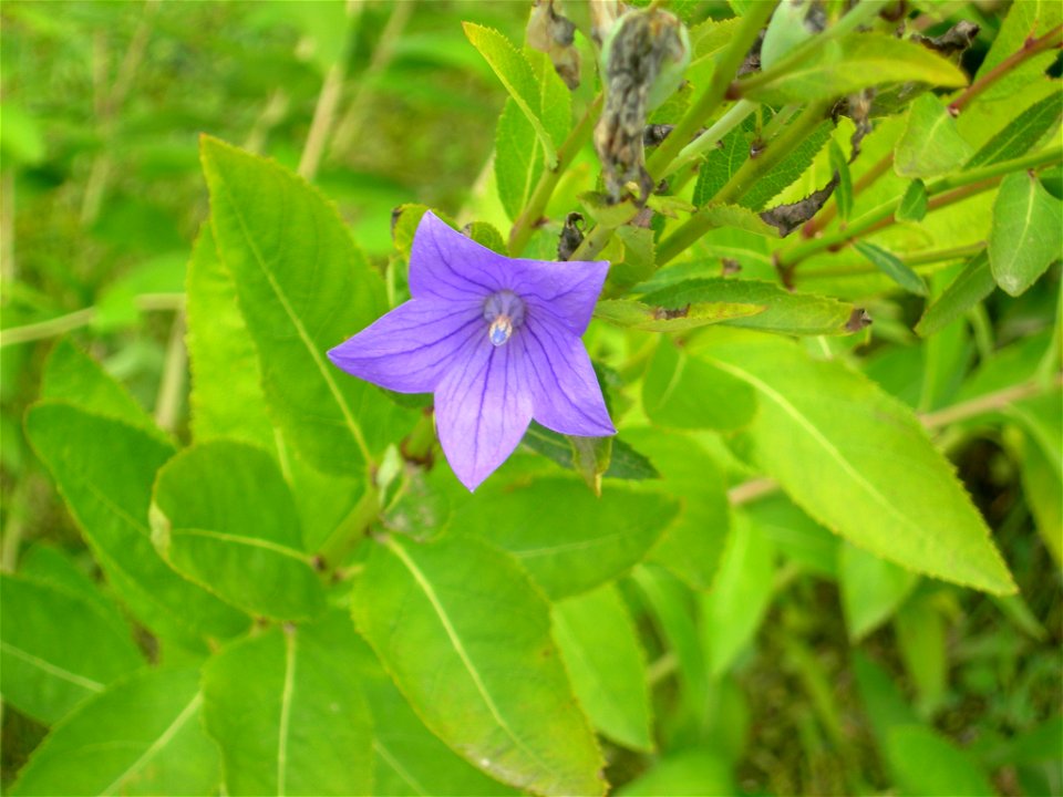 Kikyo (Platycodon grandiflorus) from Mōtsū-ji, Hiraizumi.