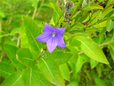 Kikyo (Platycodon grandiflorus) from Mōtsū-ji, Hiraizumi. photo