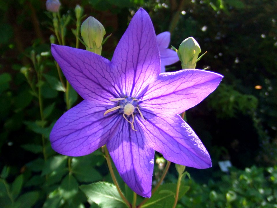 Platycodon grandiflorus, picture taken at the Botanische Tuin TU Delft, Delft, The Netherlands