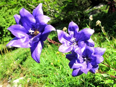 Platycodon grandiflorus in the botanical garden of la Jaÿsinia in Samoëns (Haute-Savoie, France). Identified by its botanic label. photo