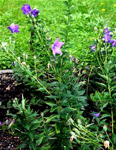 Plant Platycodon grandiflorus from the Botanical Gardens of Charles University, Prague, Czech Republic