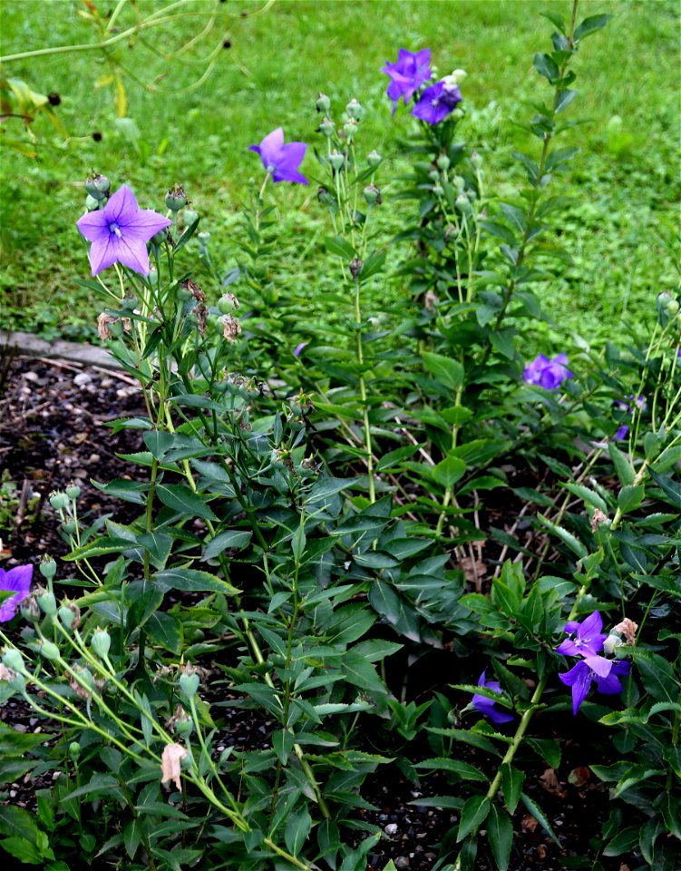 Plant Platycodon grandiflorus from the Botanical Gardens of Charles University, Prague, Czech Republic
