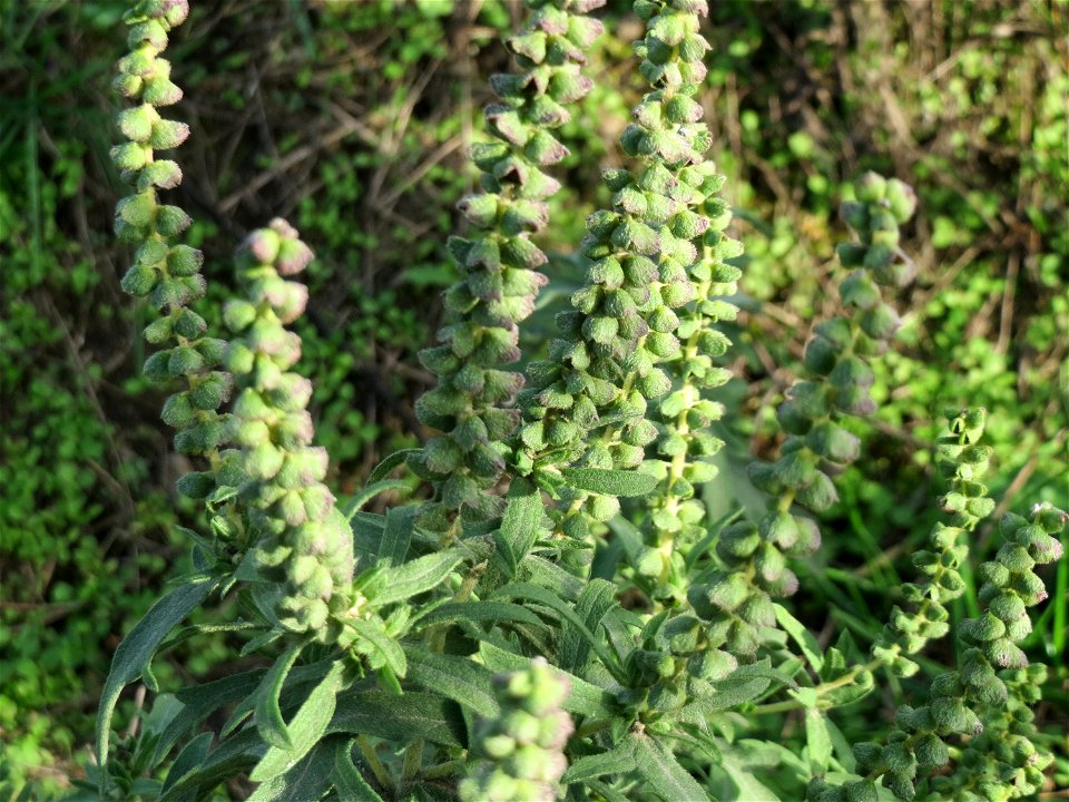 Ambrosia psilostachya in Hockenheim-Talhaus