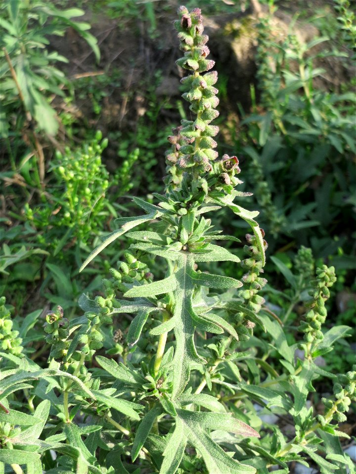 Ambrosia psilostachya in Hockenheim-Talhaus
