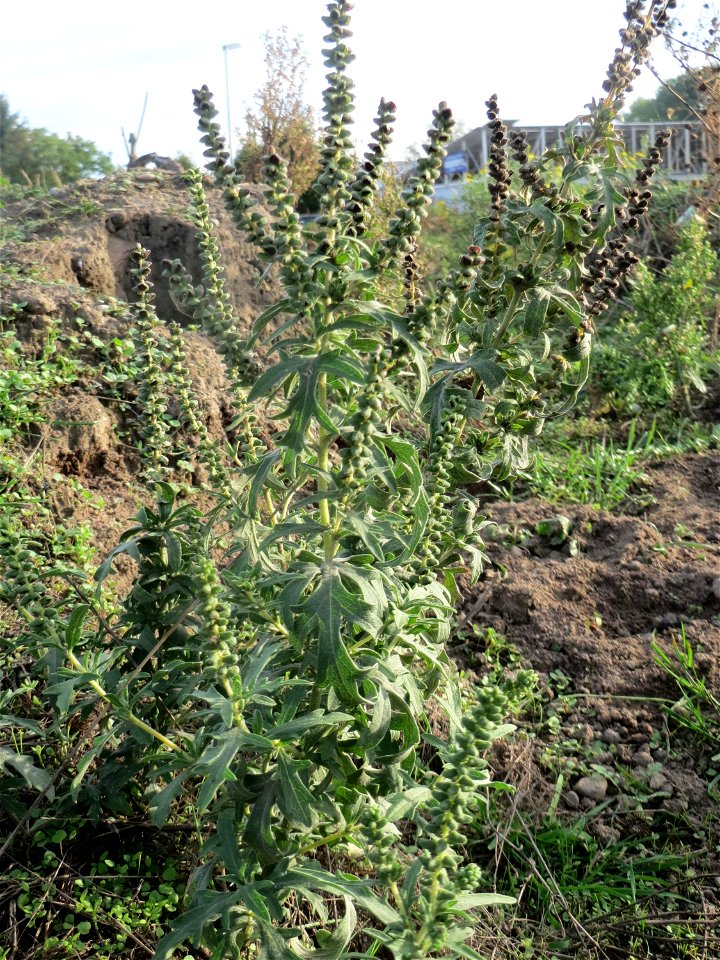 Ambrosia psilostachya in Hockenheim-Talhaus