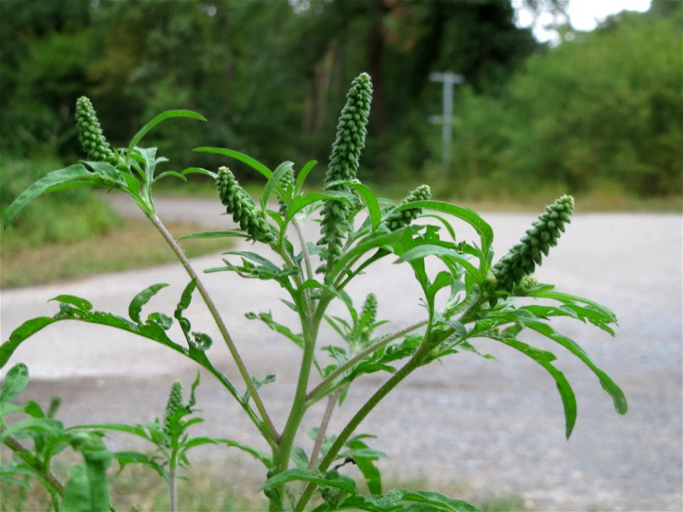 Beifußblättriges Traubenkraut (Ambrosia artemisiifolia) - invasiv im Schwetzinger Hardt